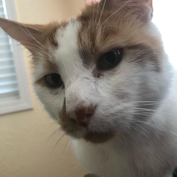 Meet your Posher, Alejandro - Picture 1 of 1